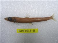 藏品(鹿兒島水珍魚)的圖片